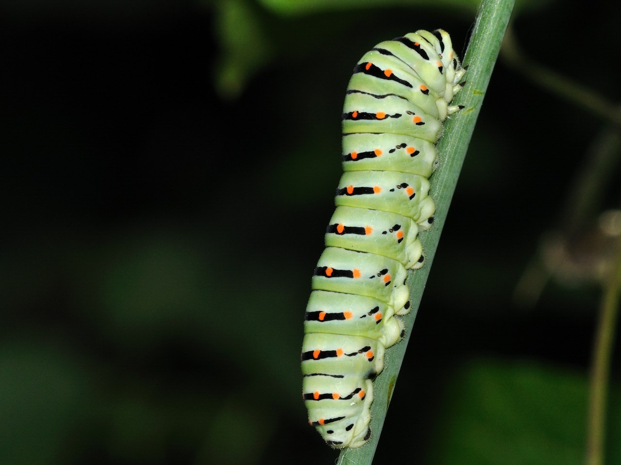 Bruco - Papilio machaon (larva)